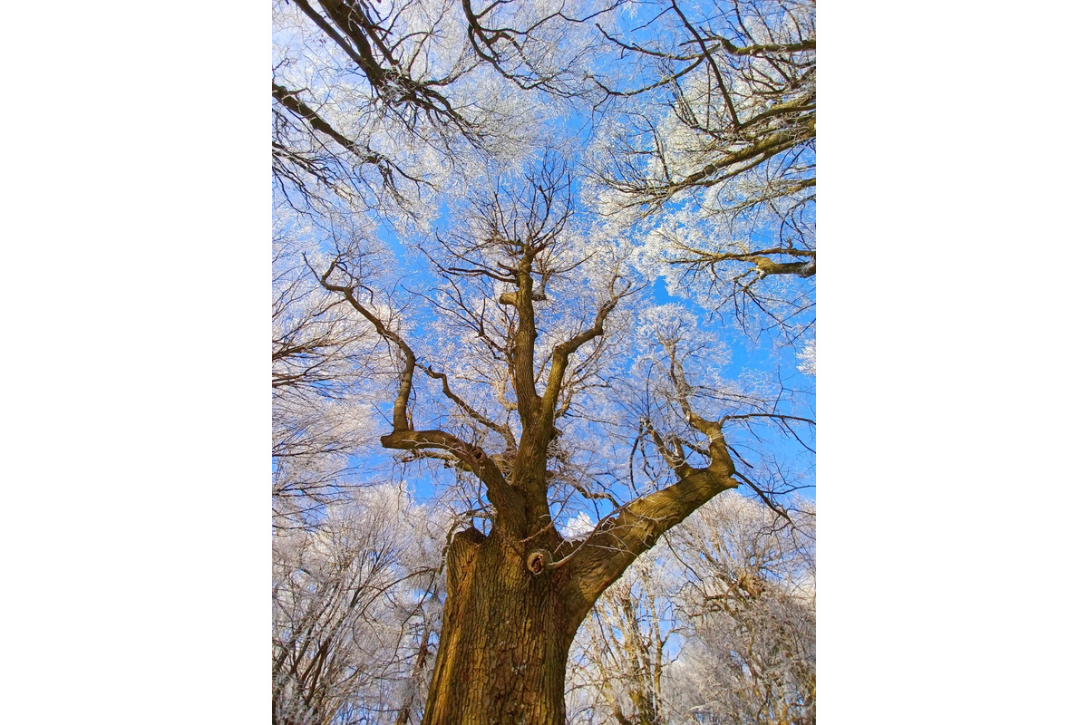 FOTO: Zasnežené Malé Karpaty očami Trnavčanov, foto 12