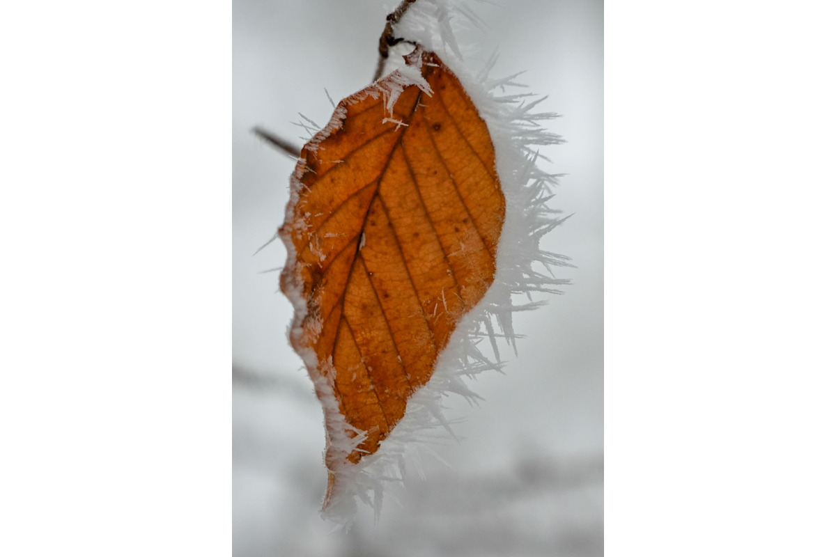 FOTO: Zasnežené Malé Karpaty očami Trnavčanov, foto 18