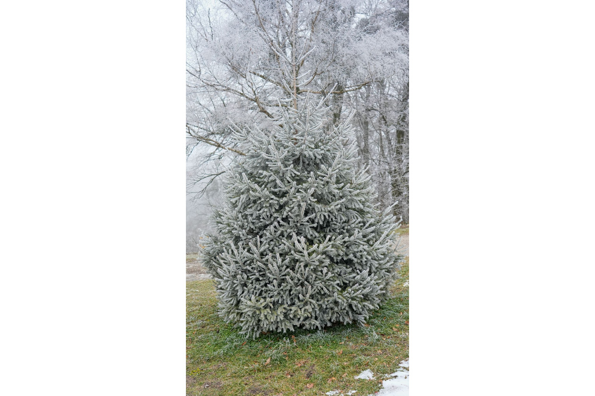 FOTO: Zasnežené Malé Karpaty očami Trnavčanov, foto 19