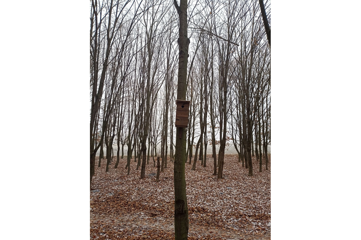 FOTO: V trnavskom lesoparku niekto osadil búdky pre vtákov. Ľudia mu ďakujú, foto 2