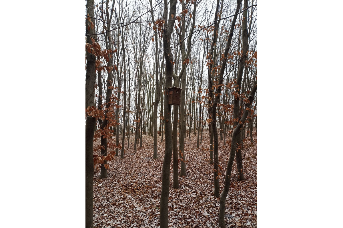 FOTO: V trnavskom lesoparku niekto osadil búdky pre vtákov. Ľudia mu ďakujú, foto 3