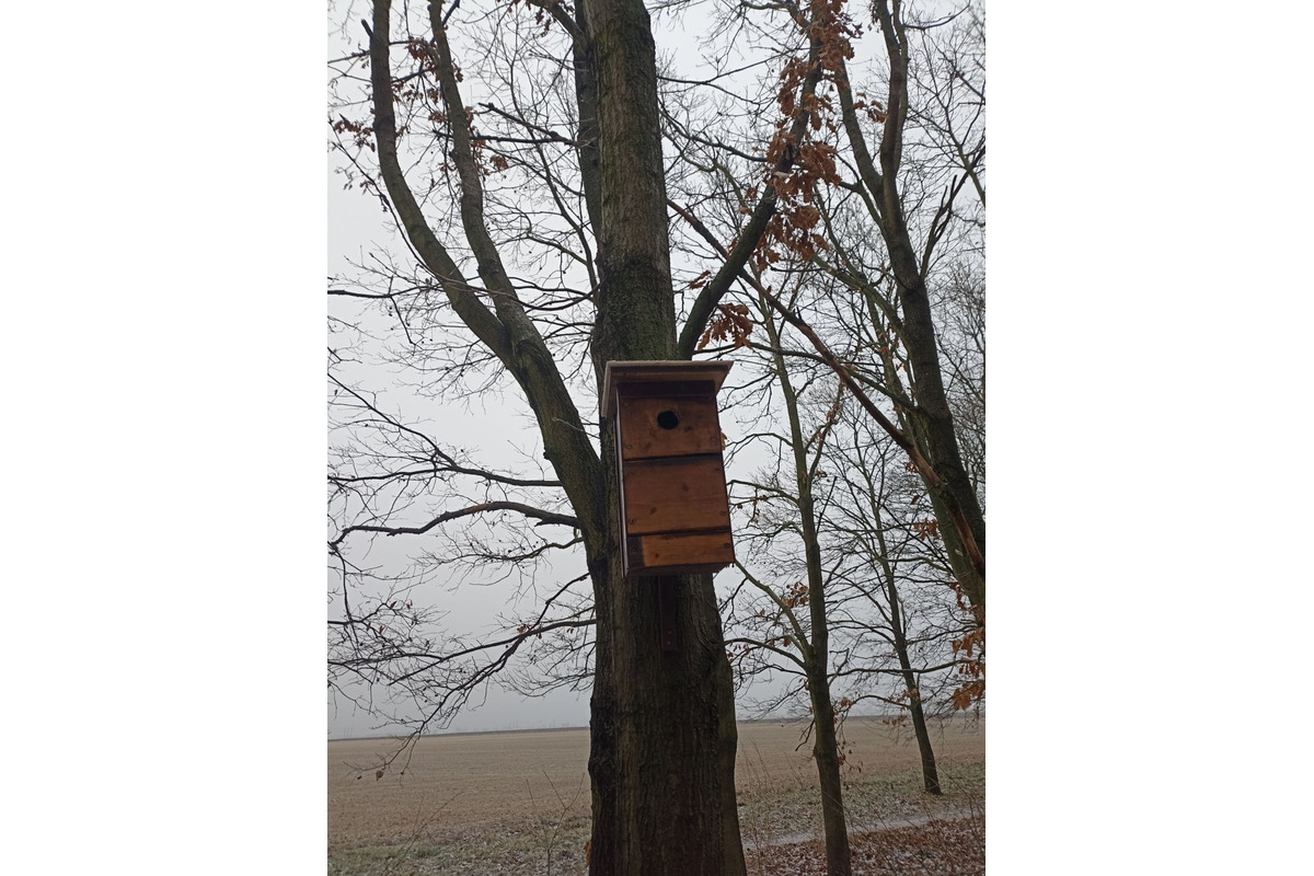 FOTO: V trnavskom lesoparku niekto osadil búdky pre vtákov. Ľudia mu ďakujú, foto 4