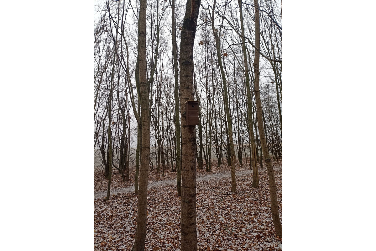 FOTO: V trnavskom lesoparku niekto osadil búdky pre vtákov. Ľudia mu ďakujú, foto 6