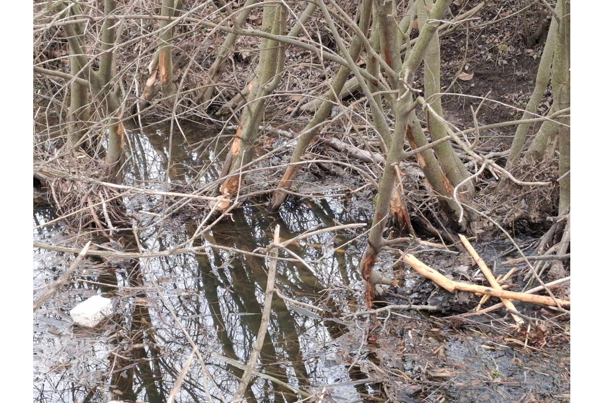 FOTO: Bobor v Horných Orešanoch, foto 4