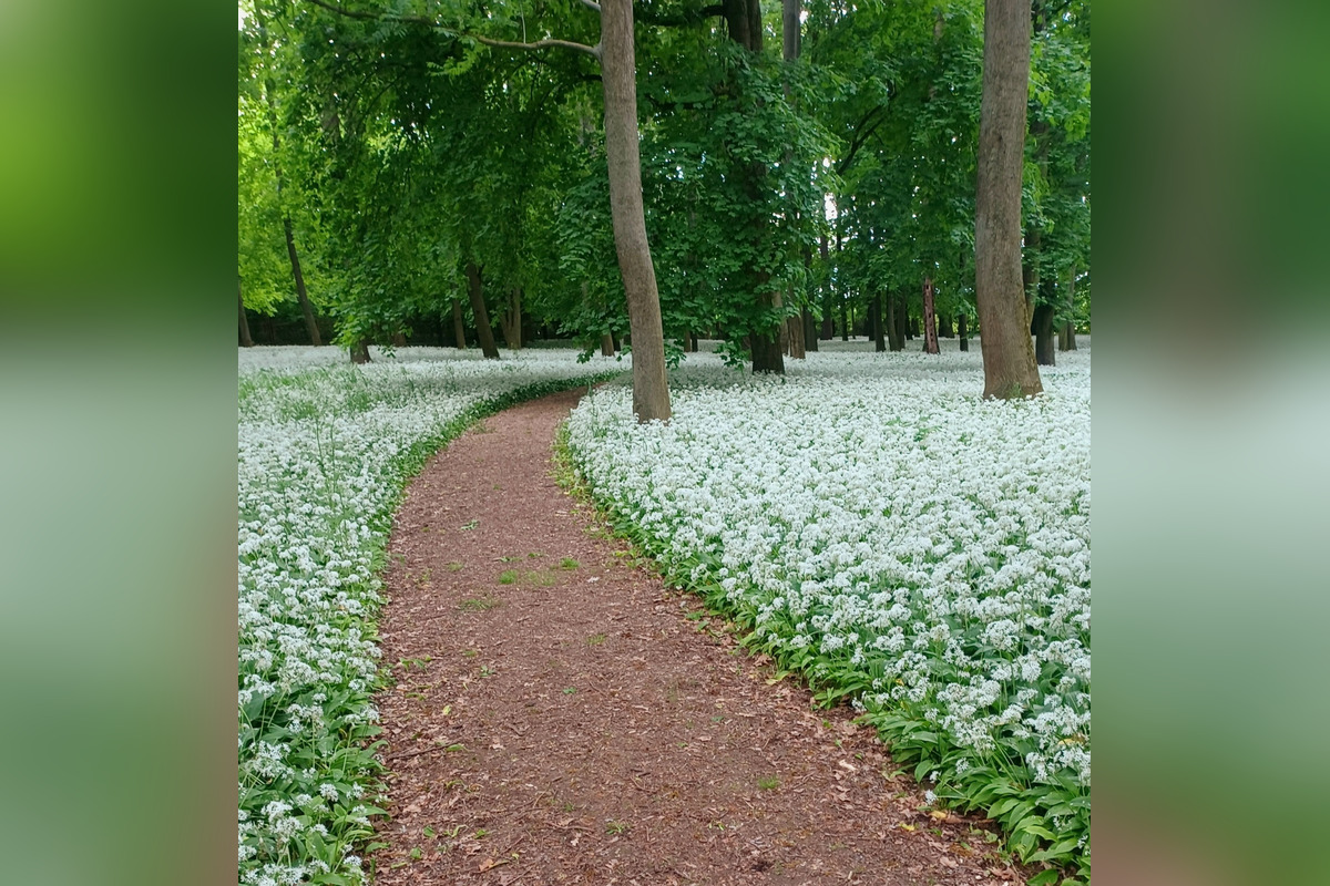 FOTO: Park v Dolnej Krupej pripomína vďaka bielym kvetom zasneženú krajinu, foto 1