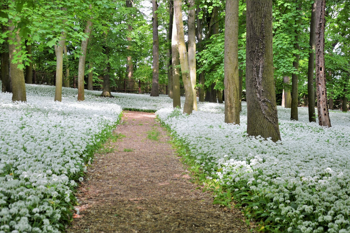 FOTO: Park v Dolnej Krupej pripomína vďaka bielym kvetom zasneženú krajinu, foto 2
