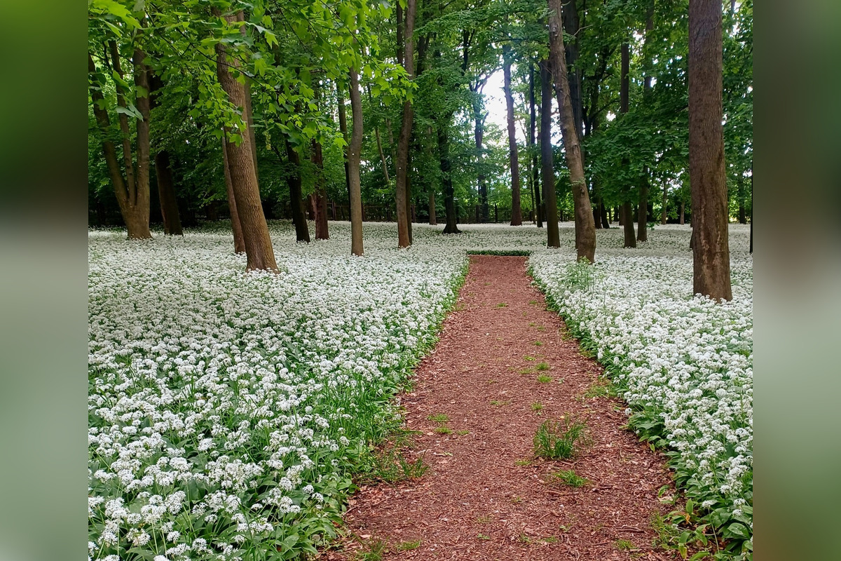 FOTO: Park v Dolnej Krupej pripomína vďaka bielym kvetom zasneženú krajinu, foto 3