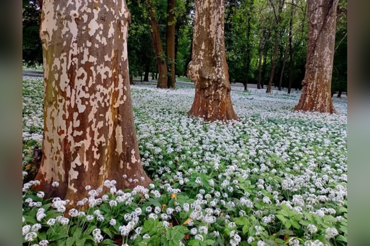 FOTO: Park v Dolnej Krupej pripomína vďaka bielym kvetom zasneženú krajinu, foto 4