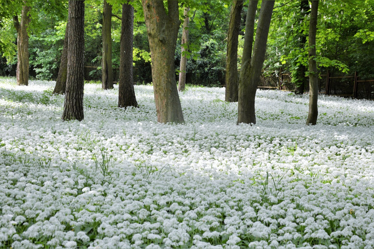 FOTO: Park v Dolnej Krupej pripomína vďaka bielym kvetom zasneženú krajinu, foto 5