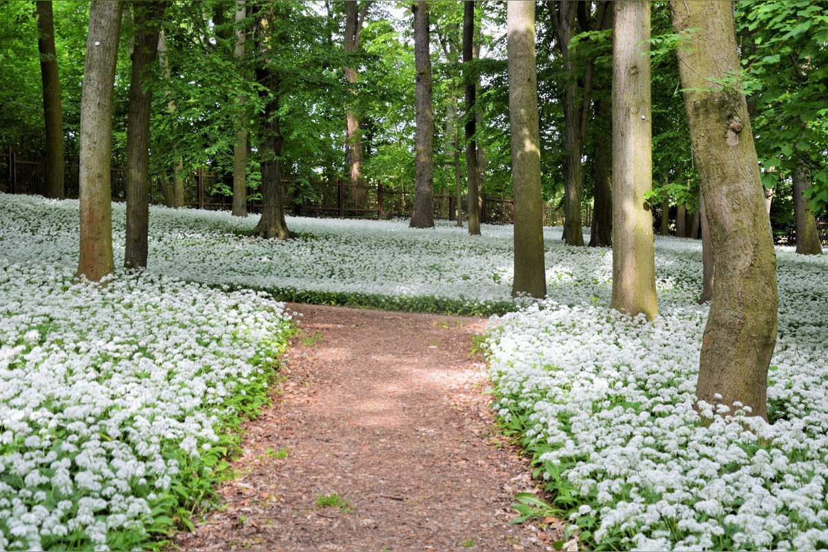 FOTO: Park v Dolnej Krupej pripomína vďaka bielym kvetom zasneženú krajinu, foto 6