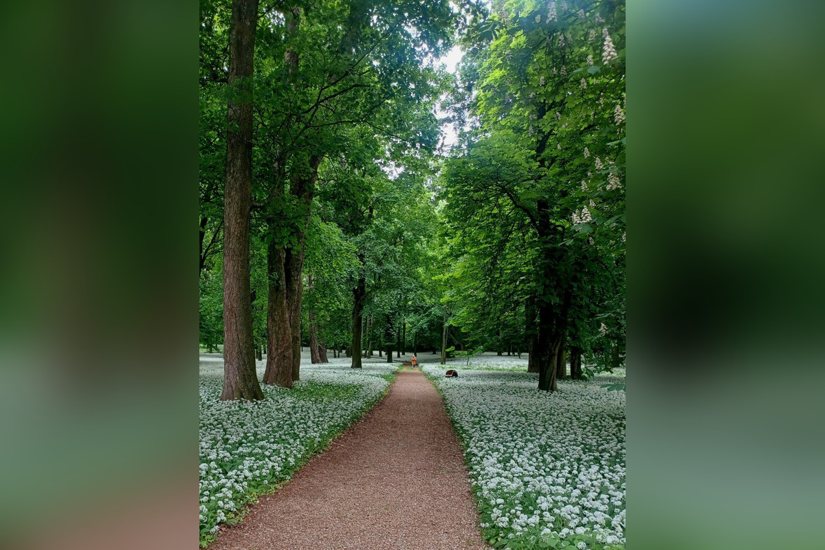 FOTO: Park v Dolnej Krupej pripomína vďaka bielym kvetom zasneženú krajinu, foto 7
