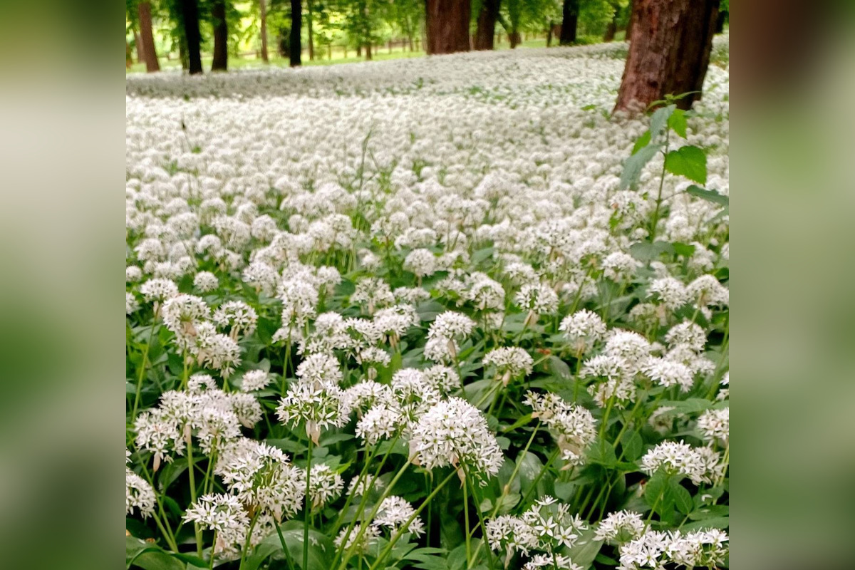FOTO: Park v Dolnej Krupej pripomína vďaka bielym kvetom zasneženú krajinu, foto 8