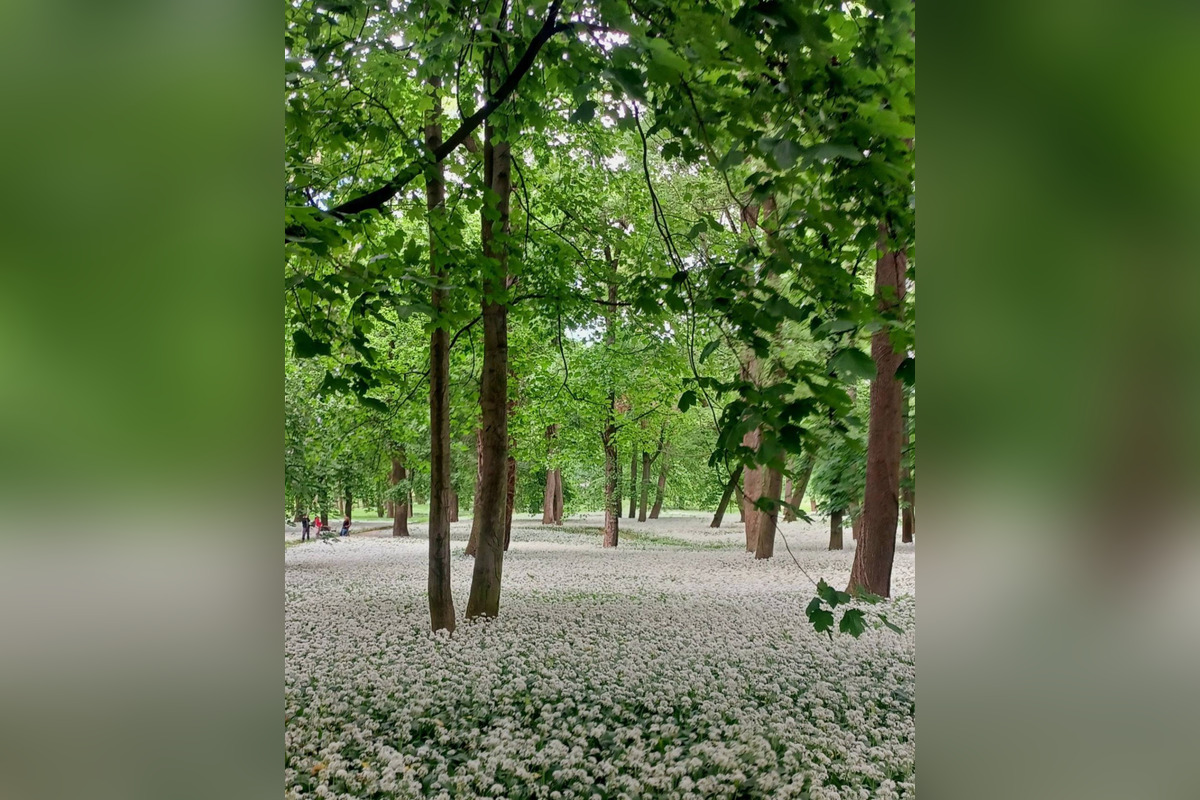 FOTO: Park v Dolnej Krupej pripomína vďaka bielym kvetom zasneženú krajinu, foto 9