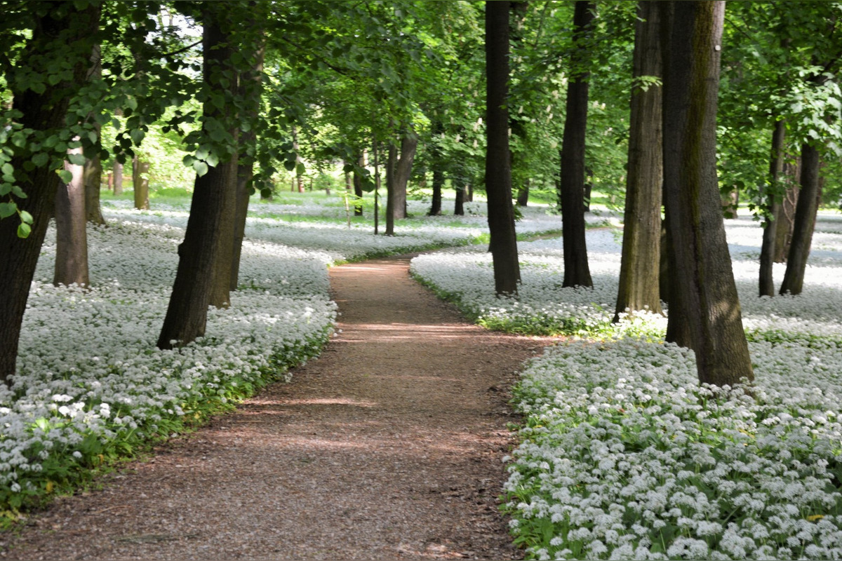 FOTO: Park v Dolnej Krupej pripomína vďaka bielym kvetom zasneženú krajinu, foto 10
