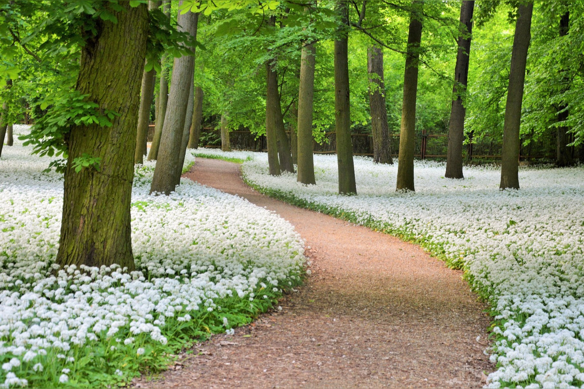 FOTO: Park v Dolnej Krupej pripomína vďaka bielym kvetom zasneženú krajinu, foto 11