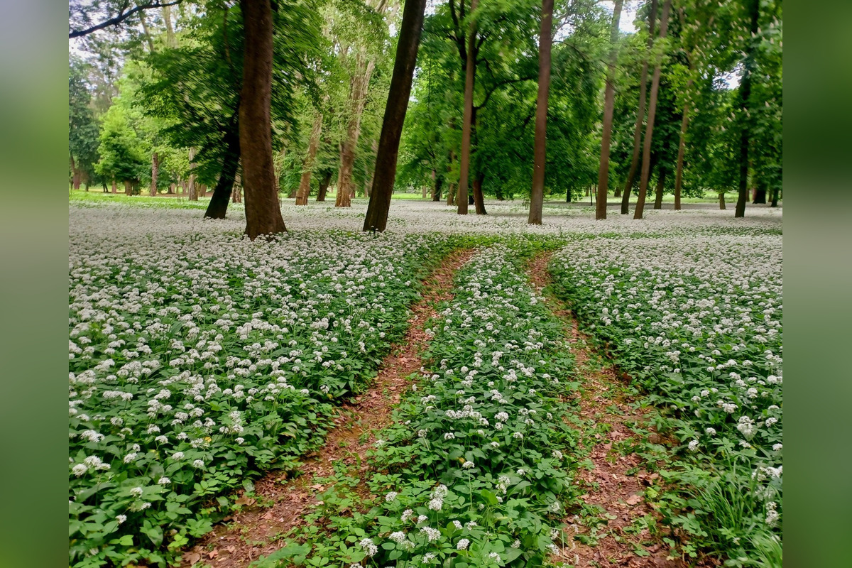 FOTO: Park v Dolnej Krupej pripomína vďaka bielym kvetom zasneženú krajinu, foto 12