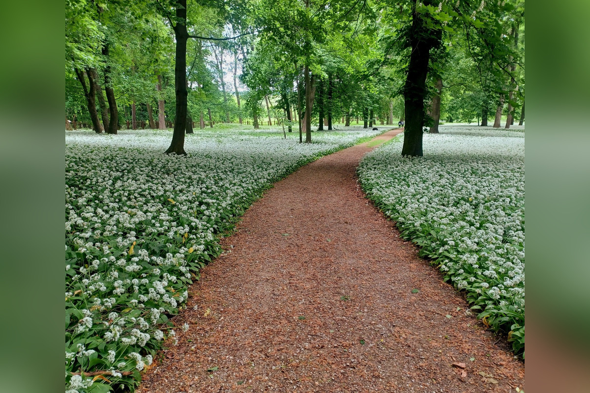 FOTO: Park v Dolnej Krupej pripomína vďaka bielym kvetom zasneženú krajinu, foto 13