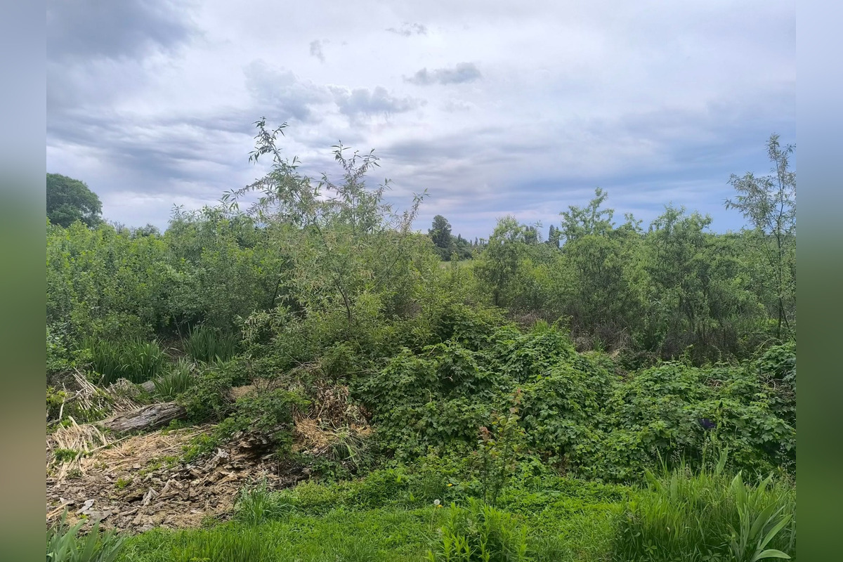 FOTO: Trnavčania apelujú na zlý stav horného rybníka, foto 1