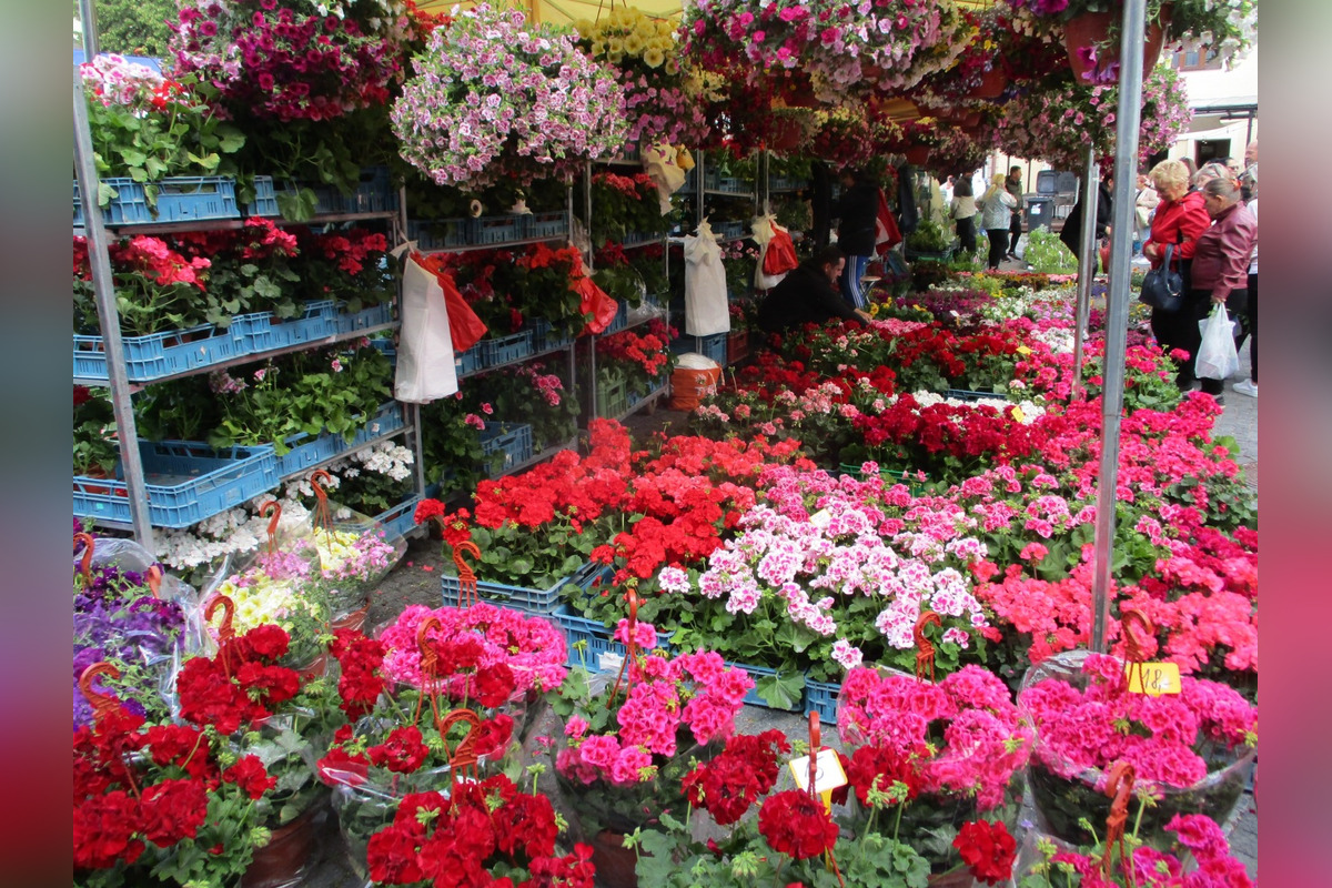 FOTO: Májový kvet 2025, foto 2