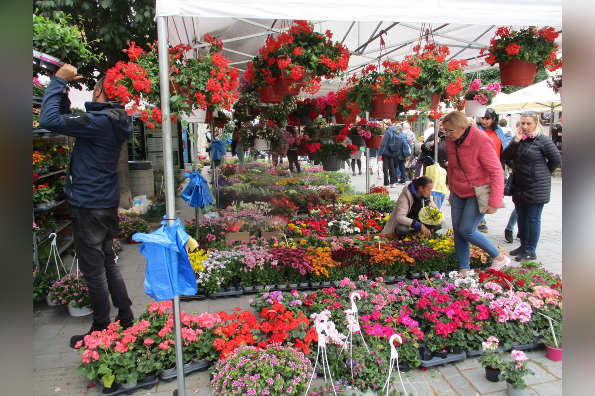 FOTO: Májový kvet 2025, foto 13