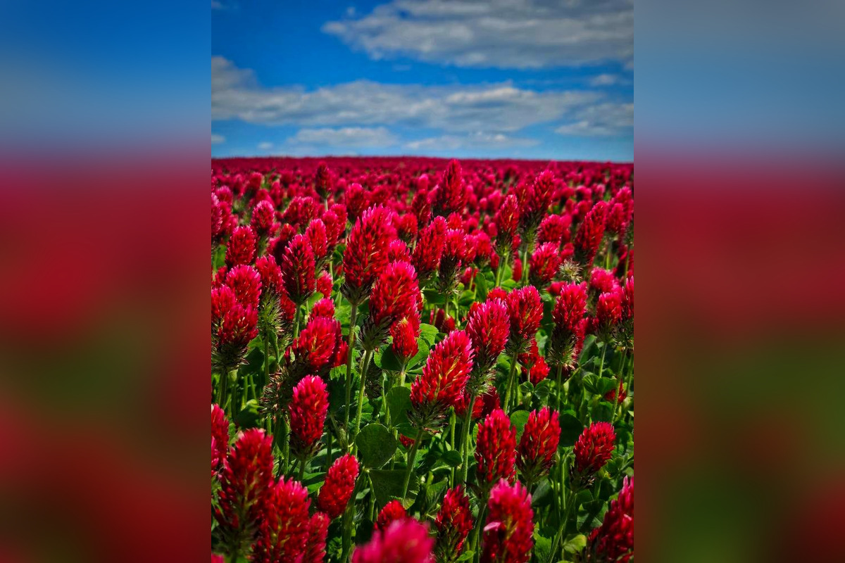 FOTO: Pole na Záhorí pohltila ďatelinka purpurovej farby, foto 1