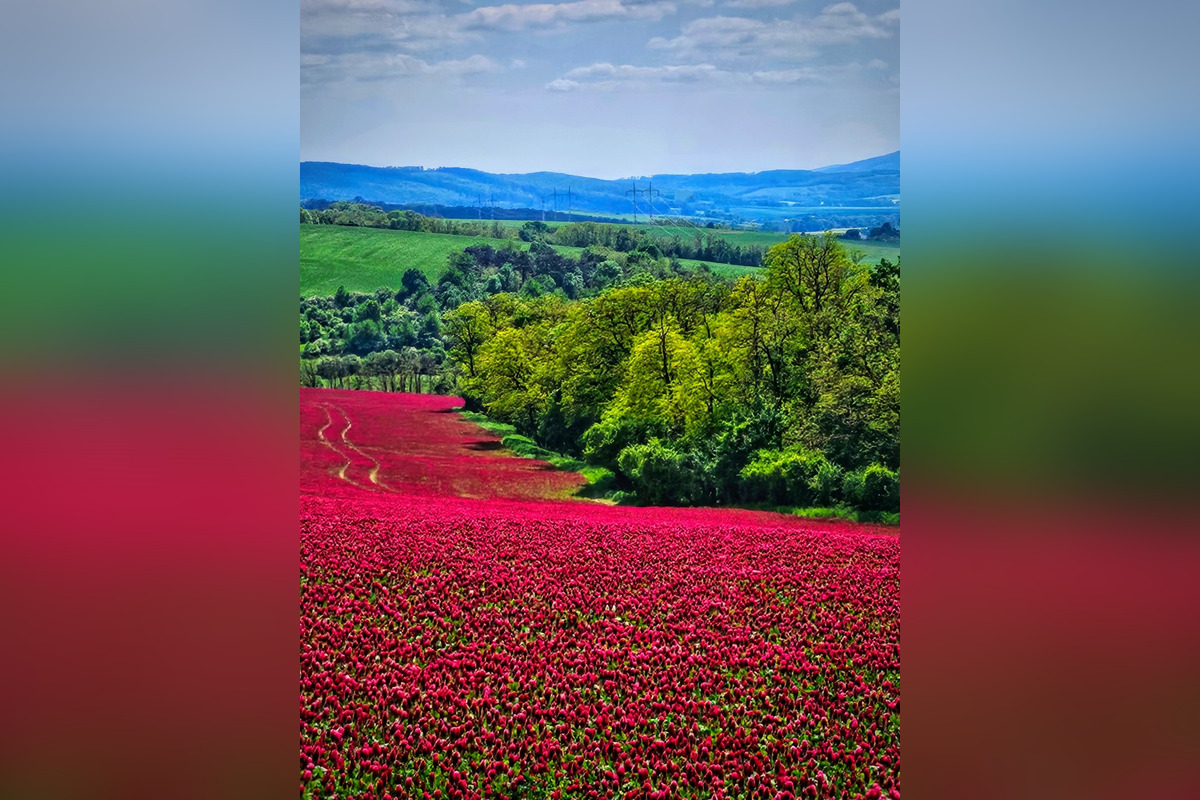 FOTO: Pole na Záhorí pohltila ďatelinka purpurovej farby, foto 2