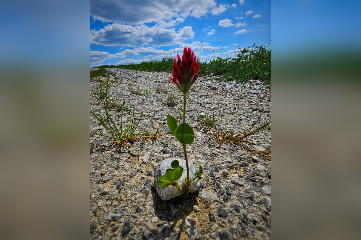 FOTO: Pole na Záhorí pohltila ďatelinka purpurovej farby, foto 4