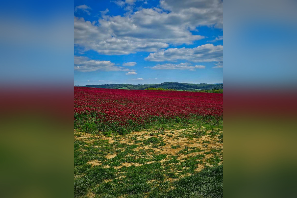 FOTO: Pole na Záhorí pohltila ďatelinka purpurovej farby, foto 5