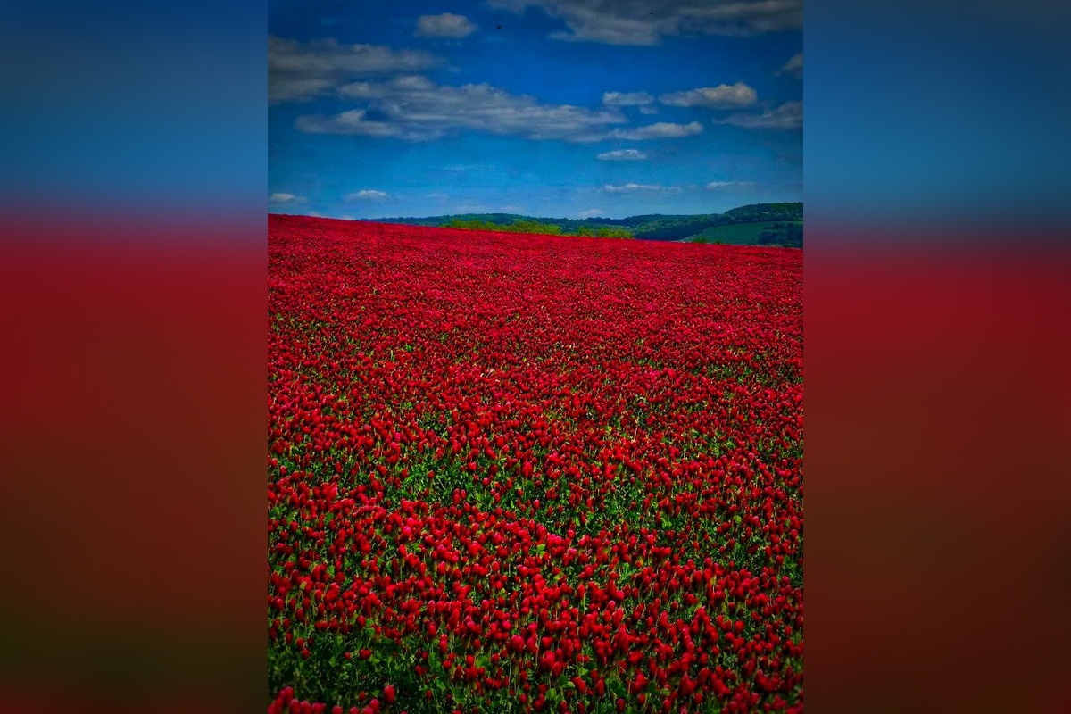 FOTO: Pole na Záhorí pohltila ďatelinka purpurovej farby, foto 6