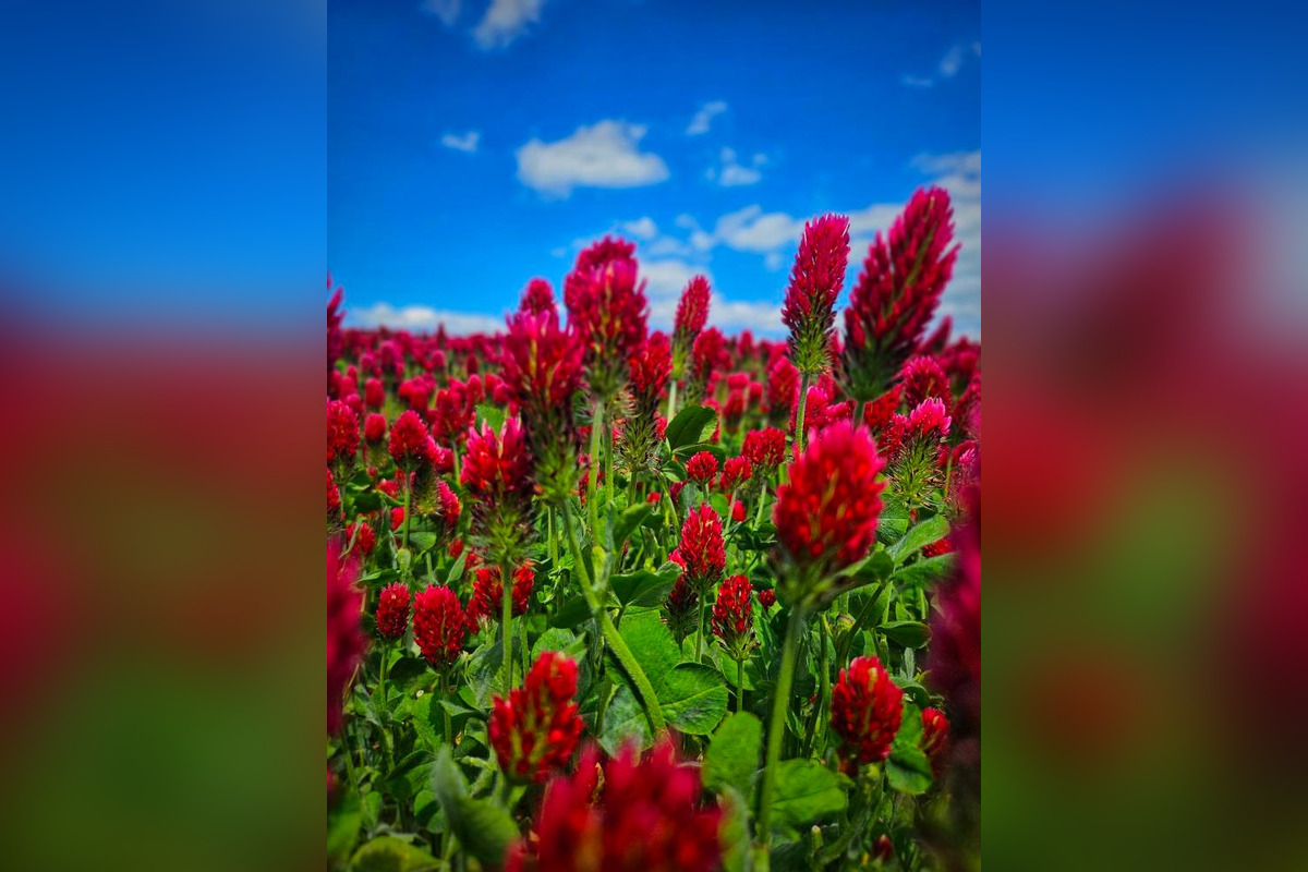 FOTO: Pole na Záhorí pohltila ďatelinka purpurovej farby, foto 7