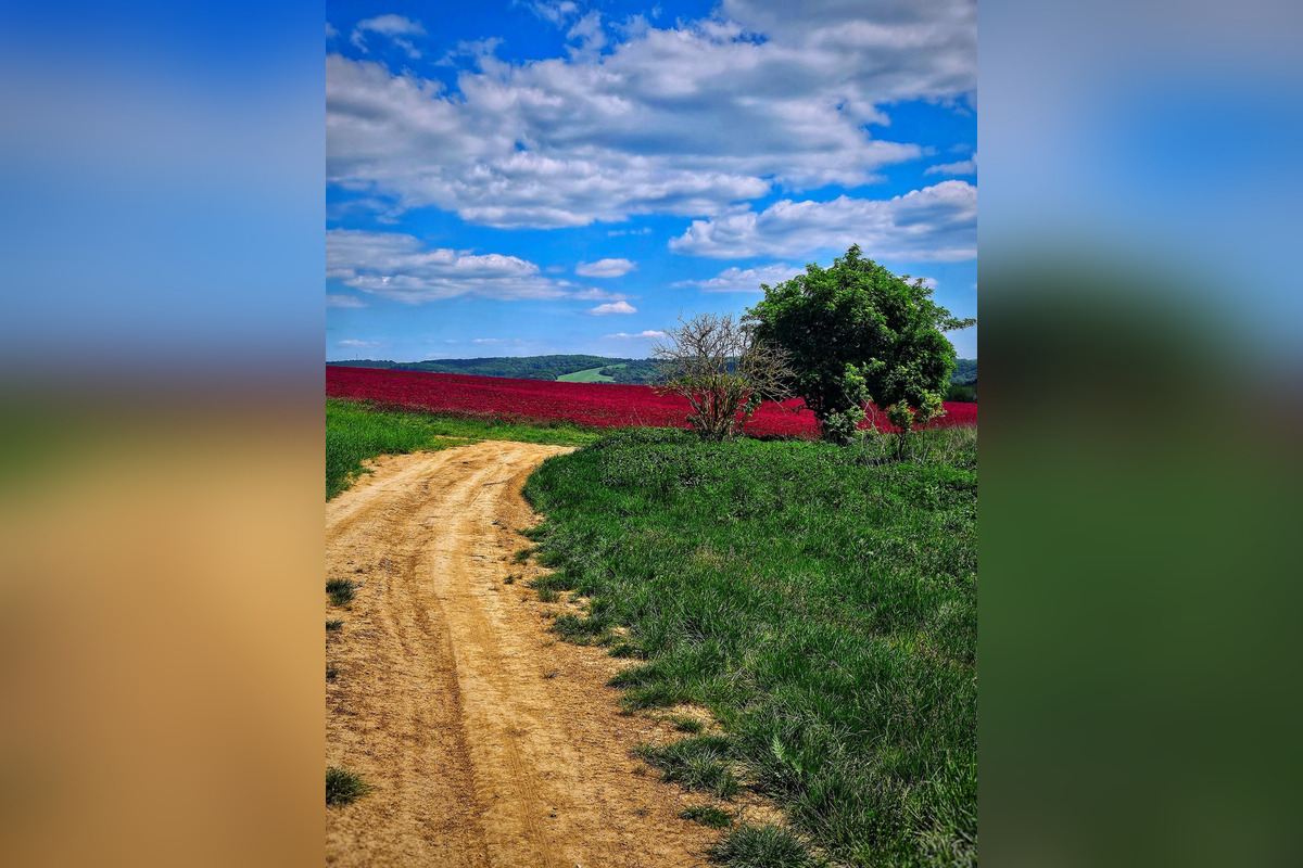 FOTO: Pole na Záhorí pohltila ďatelinka purpurovej farby, foto 8