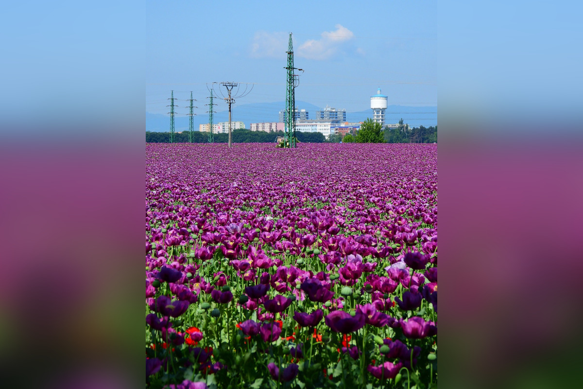 FOTO: Romanovi sa podarili neuveriteľné zábery lúky plnej fialových kvetov, foto 1