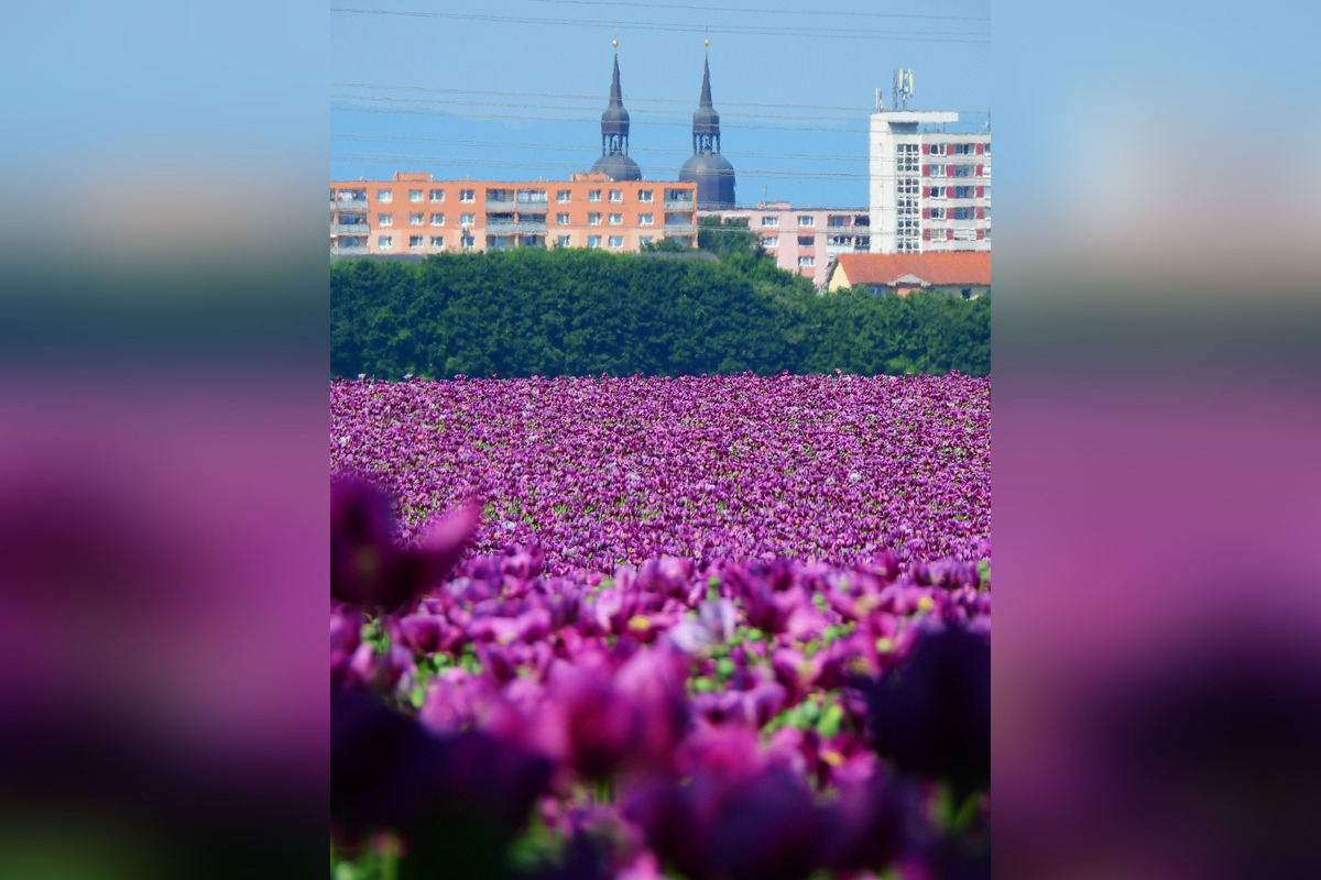 FOTO: Romanovi sa podarili neuveriteľné zábery lúky plnej fialových kvetov, foto 2