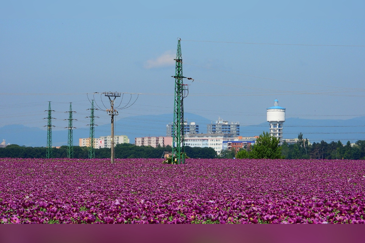 FOTO: Romanovi sa podarili neuveriteľné zábery lúky plnej fialových kvetov, foto 3
