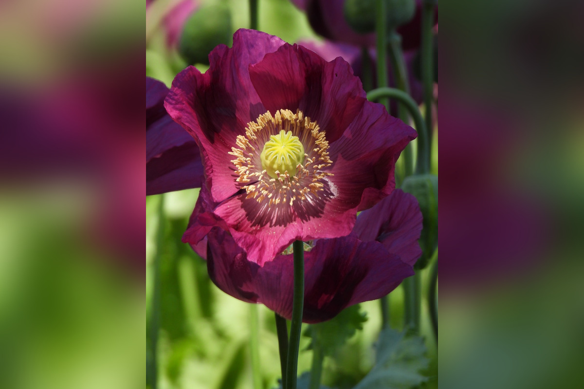 FOTO: Romanovi sa podarili neuveriteľné zábery lúky plnej fialových kvetov, foto 4