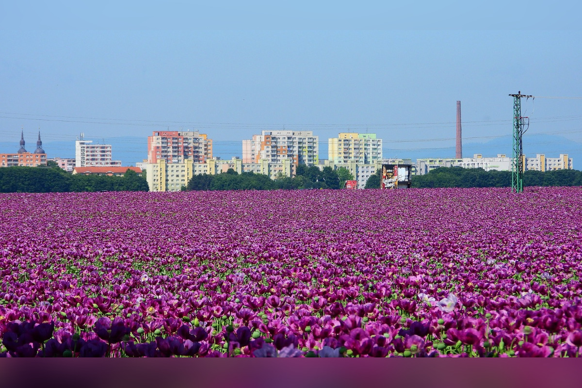 FOTO: Romanovi sa podarili neuveriteľné zábery lúky plnej fialových kvetov, foto 5