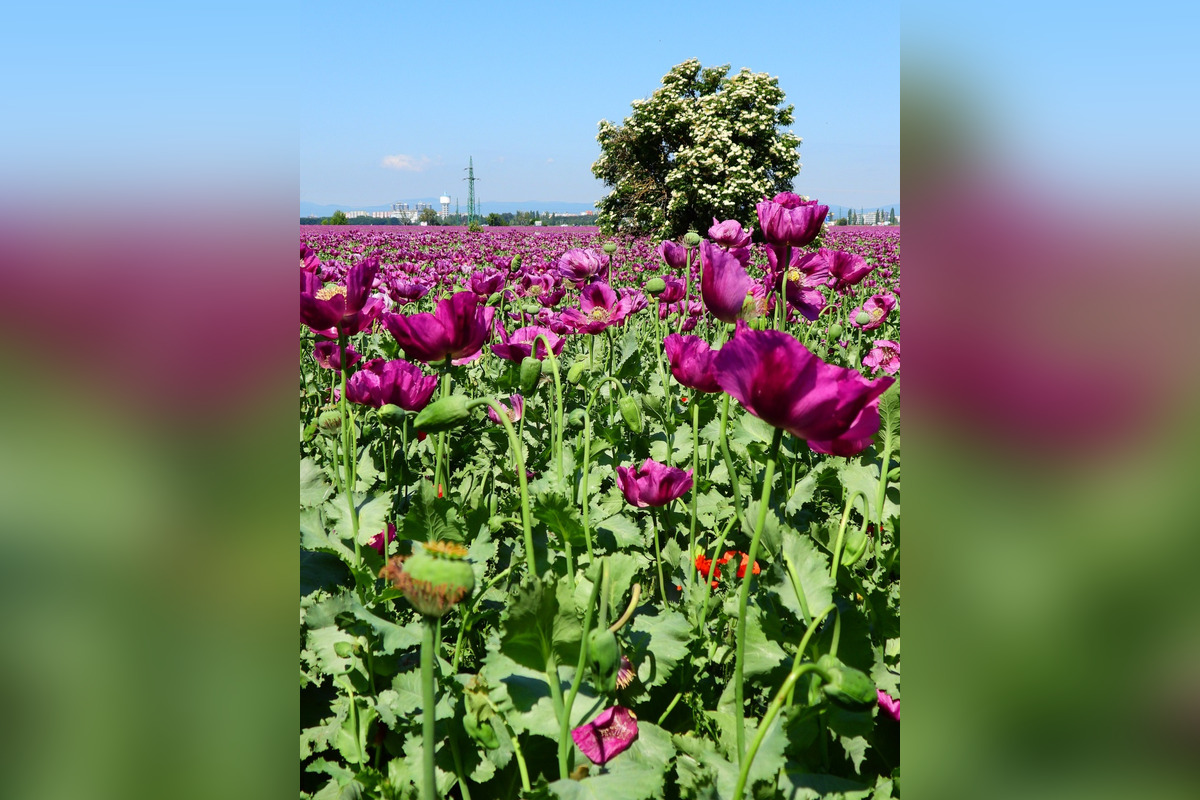 FOTO: Romanovi sa podarili neuveriteľné zábery lúky plnej fialových kvetov, foto 6