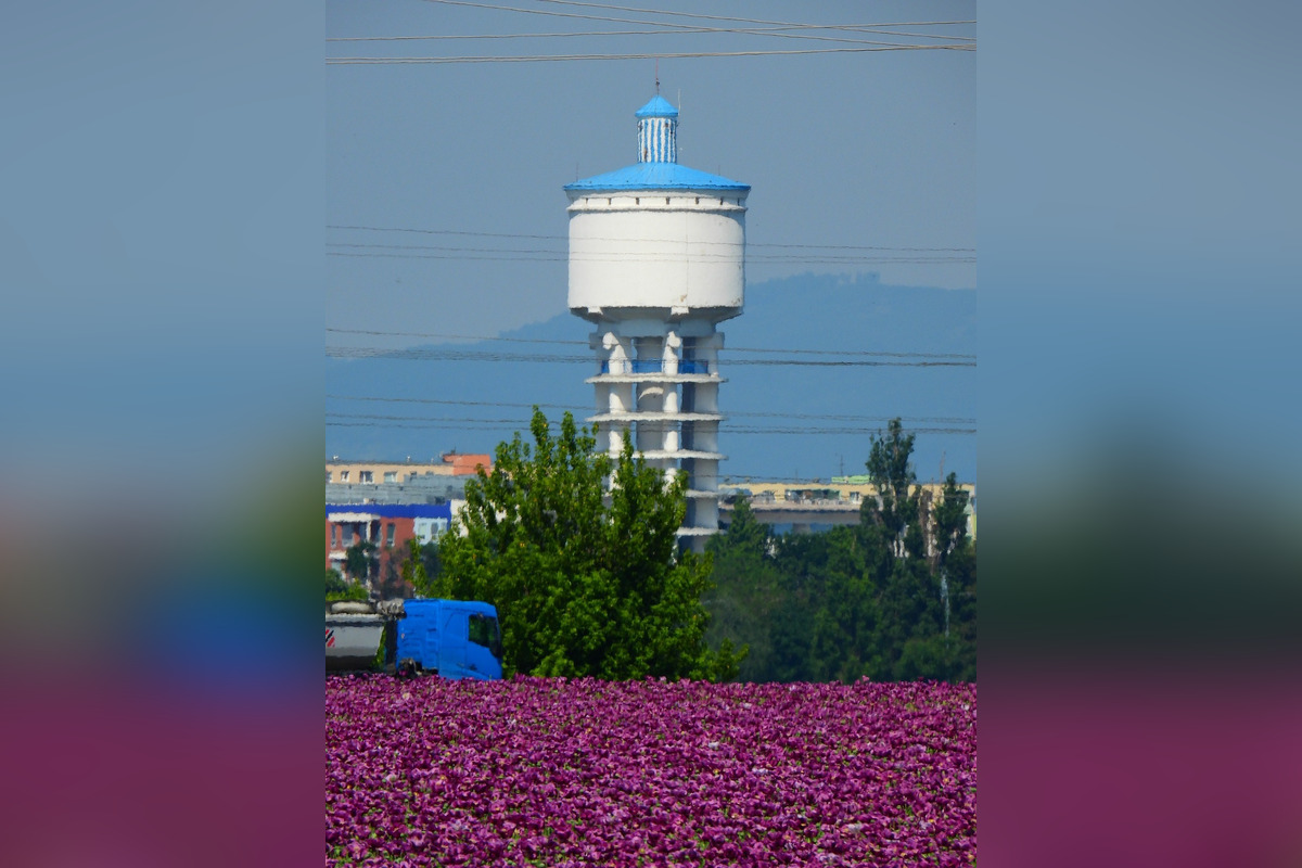 FOTO: Romanovi sa podarili neuveriteľné zábery lúky plnej fialových kvetov, foto 7