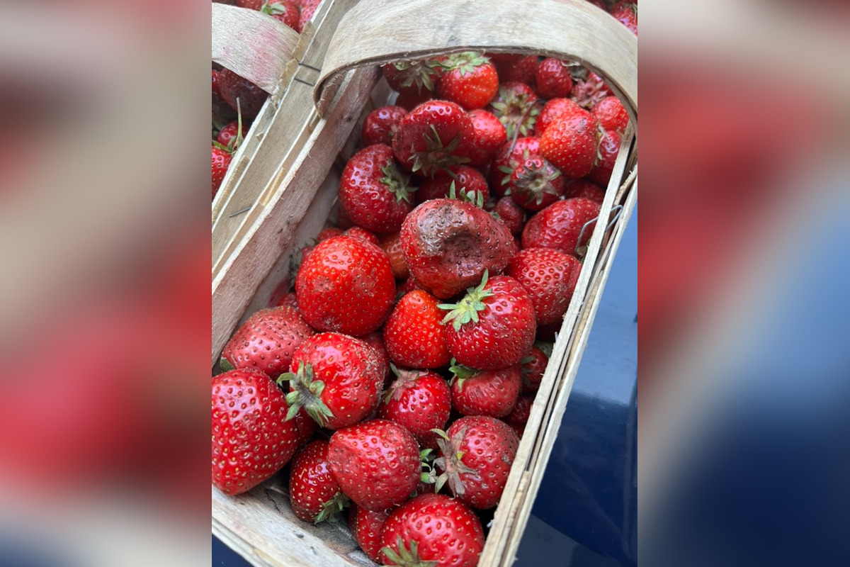 FOTO: Namiesto čerstvých jahôd dostala Hlohovčanka zhnité a plesnivé jahody, foto 2