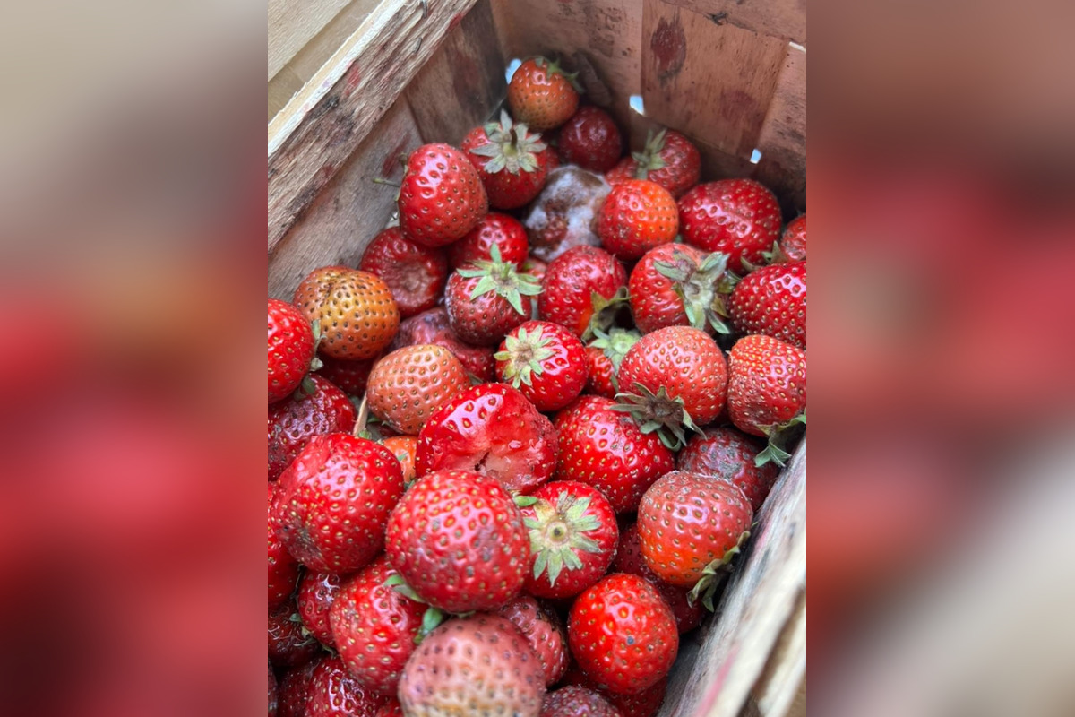 FOTO: Namiesto čerstvých jahôd dostala Hlohovčanka zhnité a plesnivé jahody, foto 3