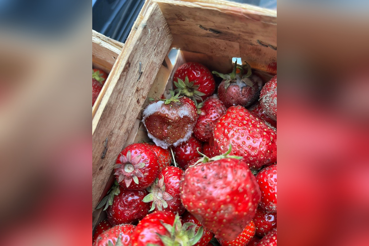 FOTO: Namiesto čerstvých jahôd dostala Hlohovčanka zhnité a plesnivé jahody, foto 4