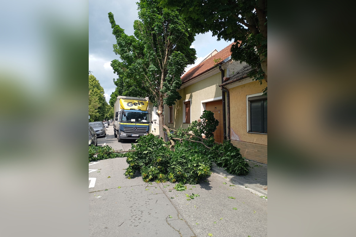 FOTO: Spadnutý strom v Piešťanoch, foto 1