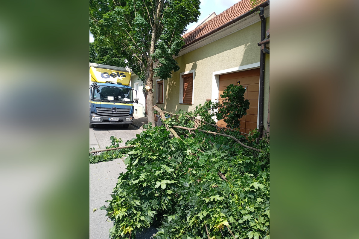 FOTO: Spadnutý strom v Piešťanoch, foto 2