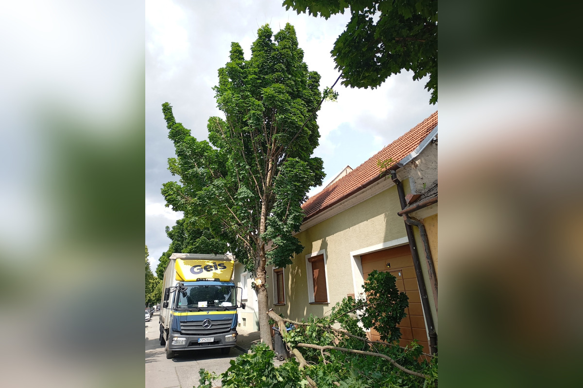 FOTO: Spadnutý strom v Piešťanoch, foto 4