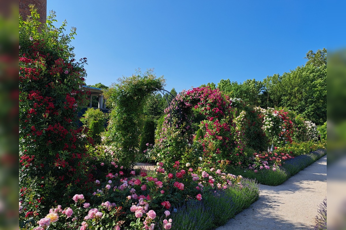 FOTO: Rozárium v Medolandii, foto 1