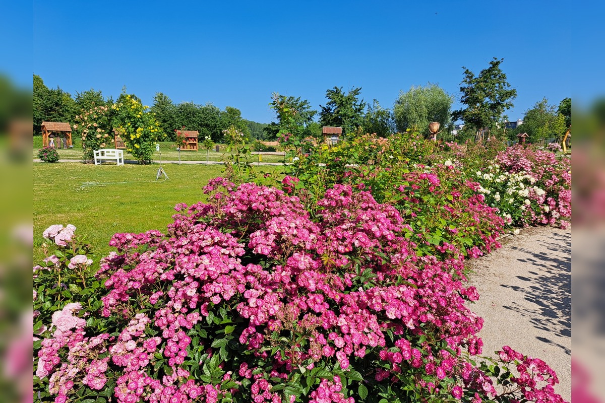 FOTO: Rozárium v Medolandii, foto 2