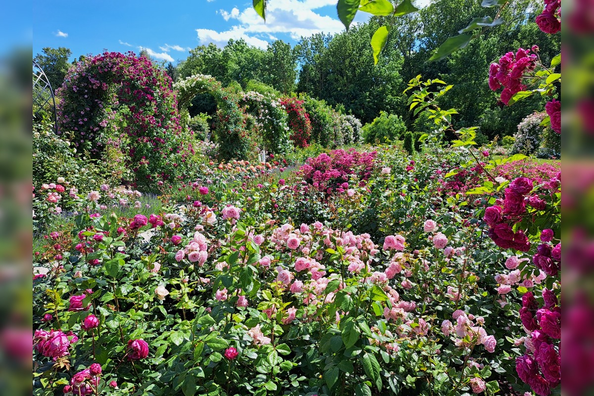 FOTO: Rozárium v Medolandii, foto 3