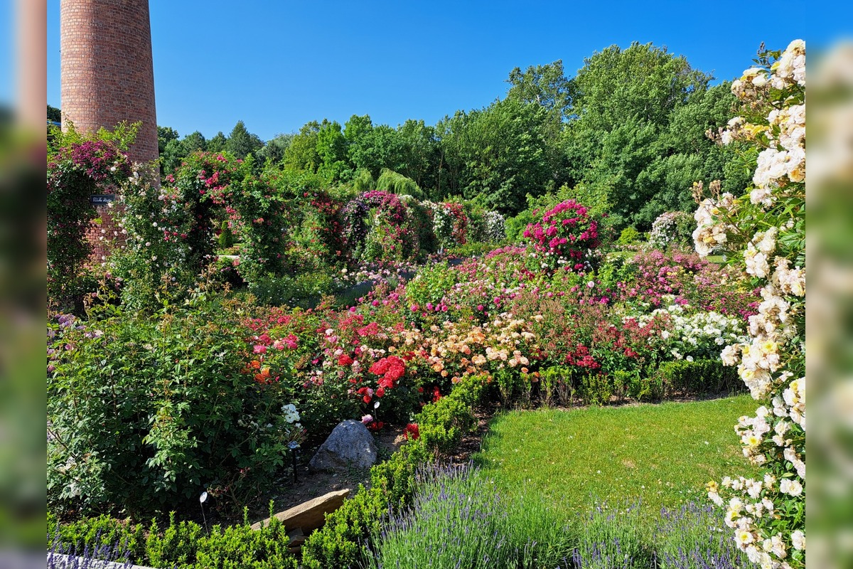 FOTO: Rozárium v Medolandii, foto 4