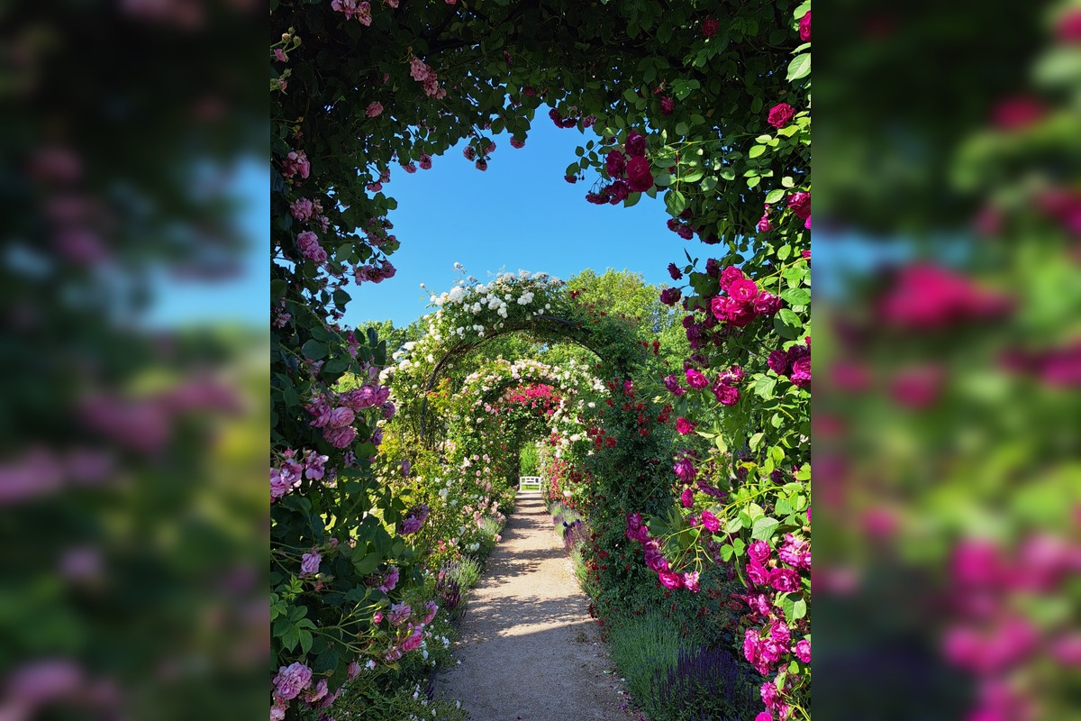 FOTO: Rozárium v Medolandii, foto 8