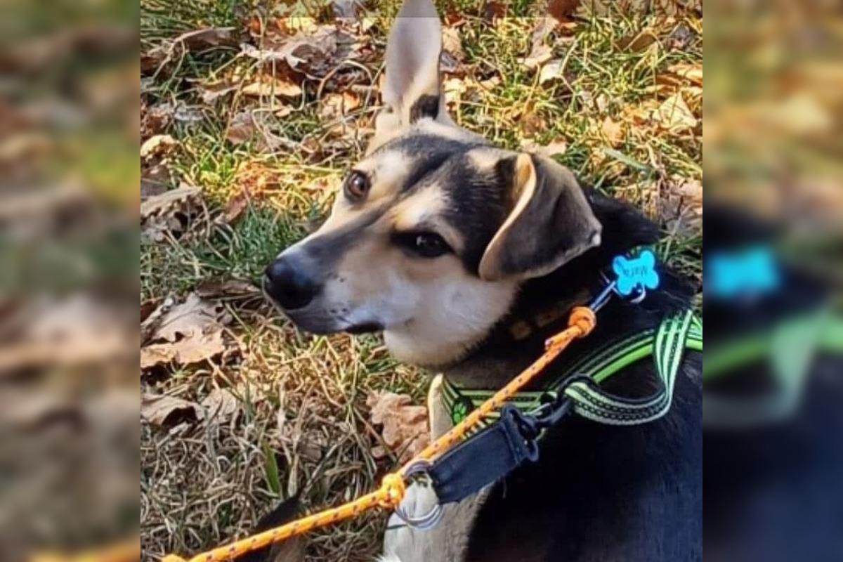 FOTO: Mužovi sa stratila v Trnave milovaná fenka Matcha, dvojica sa po dlhých dňoch opäť stretla, foto 2